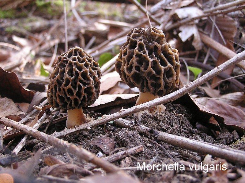 Morchella vulgaris-amf2067.jpg - Morchella vulgaris ; Syn: Morchella esculenta var.vulgaris ; Nom français: Morille commune